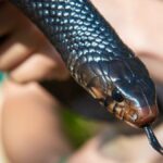 Unraveling the Mystery: The Most newsbreak florida snakes