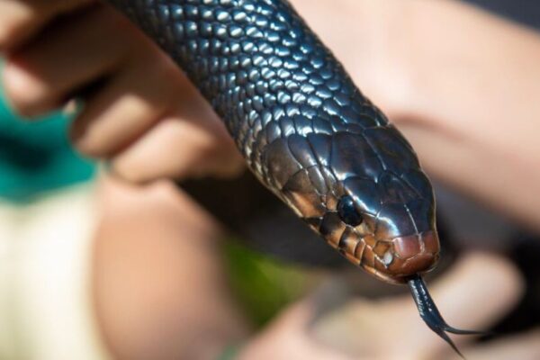 Unraveling the Mystery: The Most newsbreak florida snakes