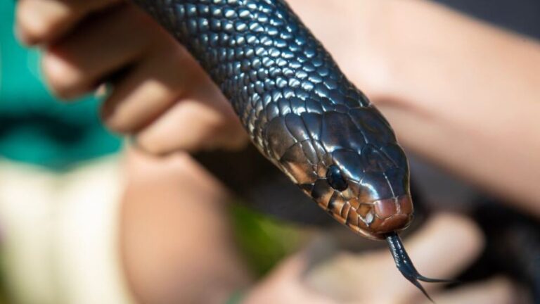 Unraveling the Mystery: The Most newsbreak florida snakes