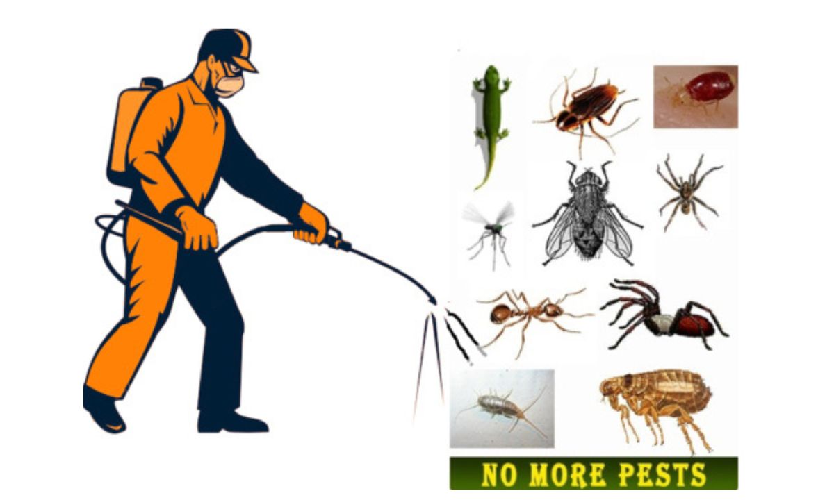 Pest Control Melbourne