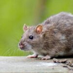Get Rid of Rats