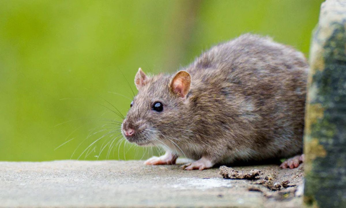 Get Rid of Rats