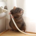 Rats in Walls